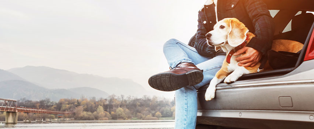 Keeping Your Pets Safe on Road Trips | Christian Brothers Automotive, West Wichita